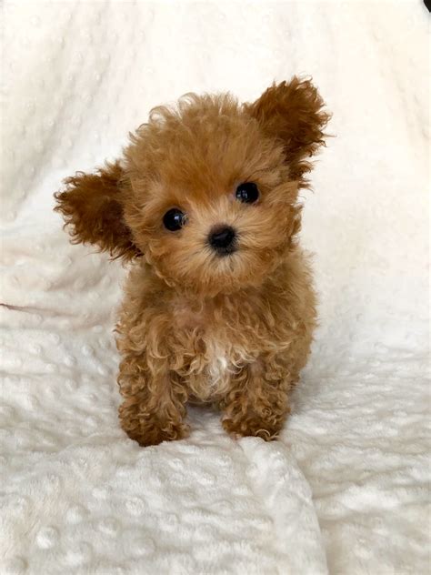 Buy Micro Tiny Teacup Maltipoo Puppy Los angeles, Ca iHeartTeacups