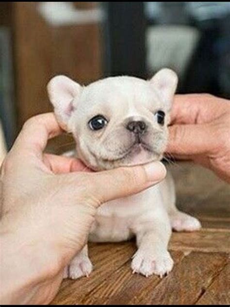 Teacup Frenchie
