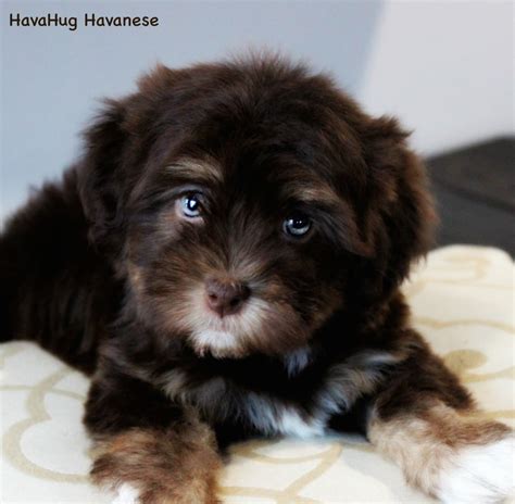 Teacup Havanese Dog