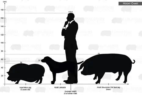 Teacup Pig Biggest Size