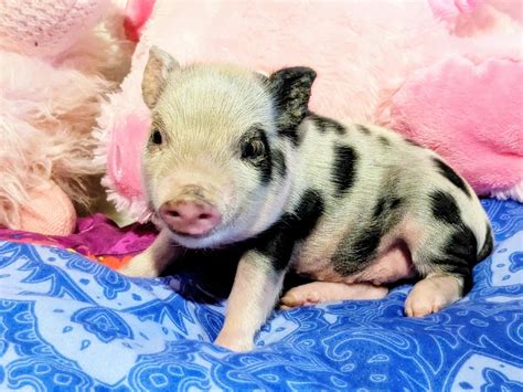 Teacup Piglets Durban