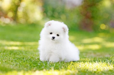Teacup Spitz Dog