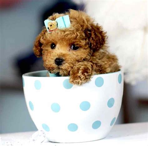 Teacup Toy Cockapoo