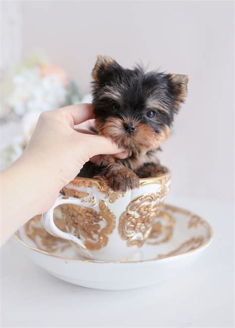 teacup yorkies for sale in miami fl
