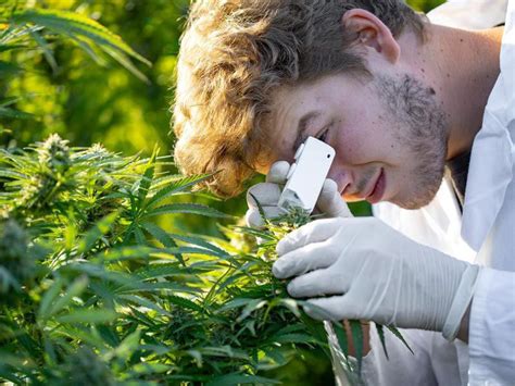 Team Work in the Marijuana Industry