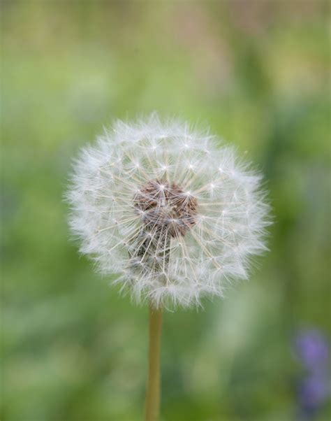 Technical Name For Dandelion Clock