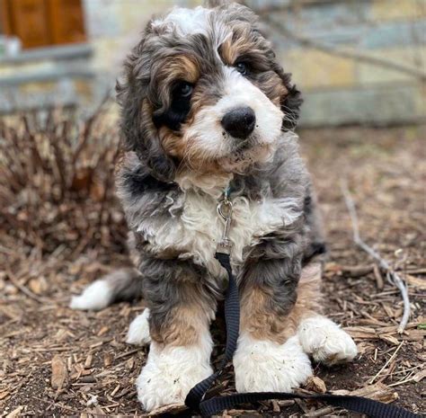 I love the coat (not too curly). Bernedoodle... GIANT teddy bear