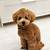 teddy bear face mini poodle size and weight