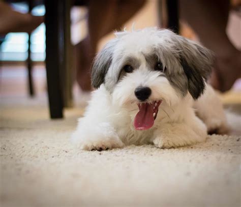 Giny havanesepuppies Havanese puppies, Coton de tulear dogs