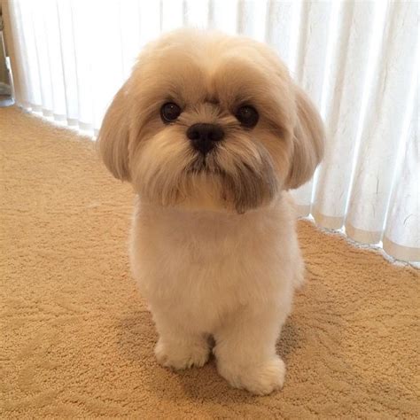 Top 10 Popular Shih Tzu Haircuts (30+ Pictures) The Paws