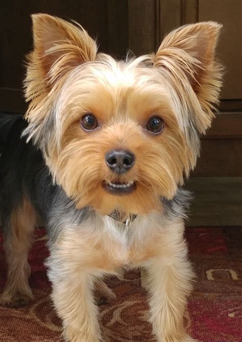 Pin by Linden Acres on Yorkie Yorkie, Teddy bear, Animals