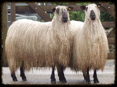 Teeswater Sheep