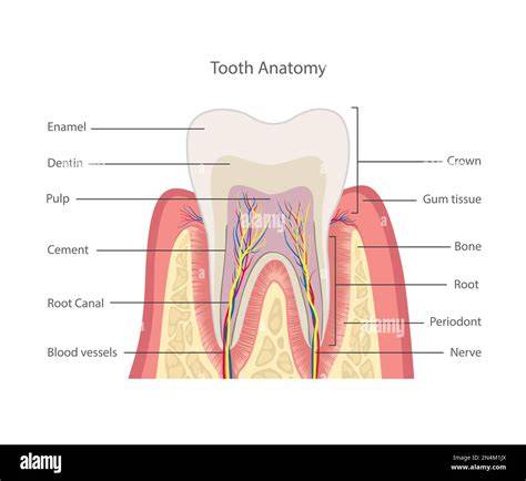 Anatomy of a Tooth Art print and poster