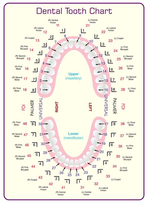 FREE 6+ Sample Baby Teeth Chart Templates in PDF MS Word