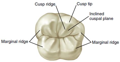 Teeth Cusp Tips