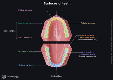 Teeth Have Surfaces