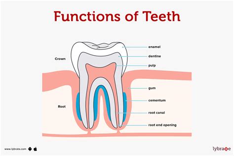 Teeth Main Function
