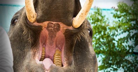 Mysterious Powers of Teeth of Elephants Explained
