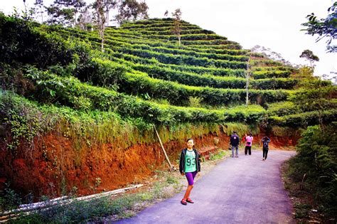 Nglinggo Tea Plantation