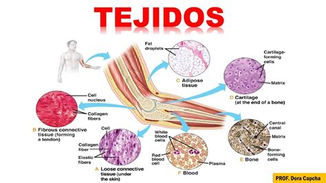 Tejidos Con Dibujos