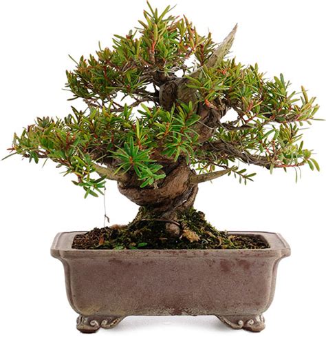 Tejo Bonsai Cuidados