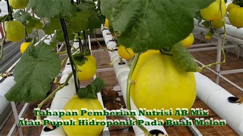 Teknik Bertanam Melon Hidroponik dan Nutrisi yang Tepat untuk Budidaya Berkelanjutan Taman Inspirasi SAFA