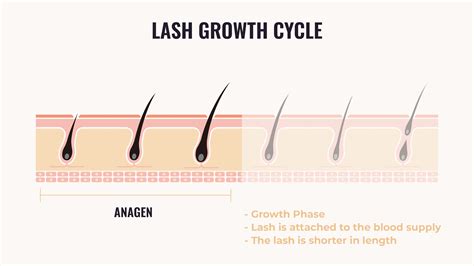 Telogen Phase - Resting/Shedding