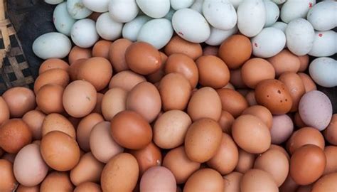 telur ayam sebagai sumber protein