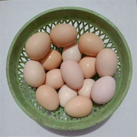 telur ayam untuk ditetaskan