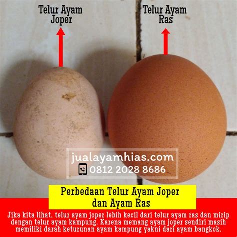 Telur Ayam Joper