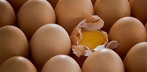 telur putih atau putih telur