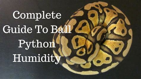 Temp And Humidity For Ball Python