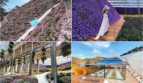 10 Tempat Menarik Di Cameron Highland Sesuai untuk Honeymoon • Fariz Izhan