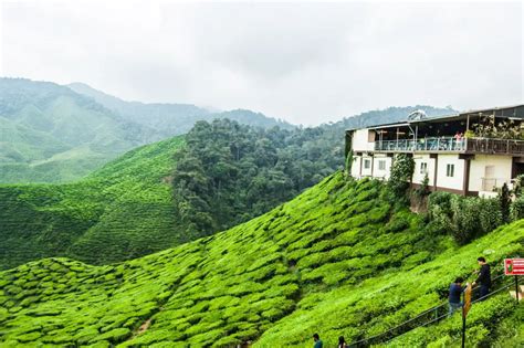 4 Best Attractions In Cameron Highlands
