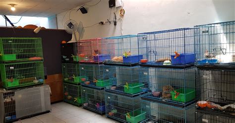 Tempat Adopsi Kucing Gratis Di Bandung Sederet Tempat