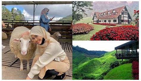 Tempat Tempat Menarik Di Cameron Highland - tepung pelita