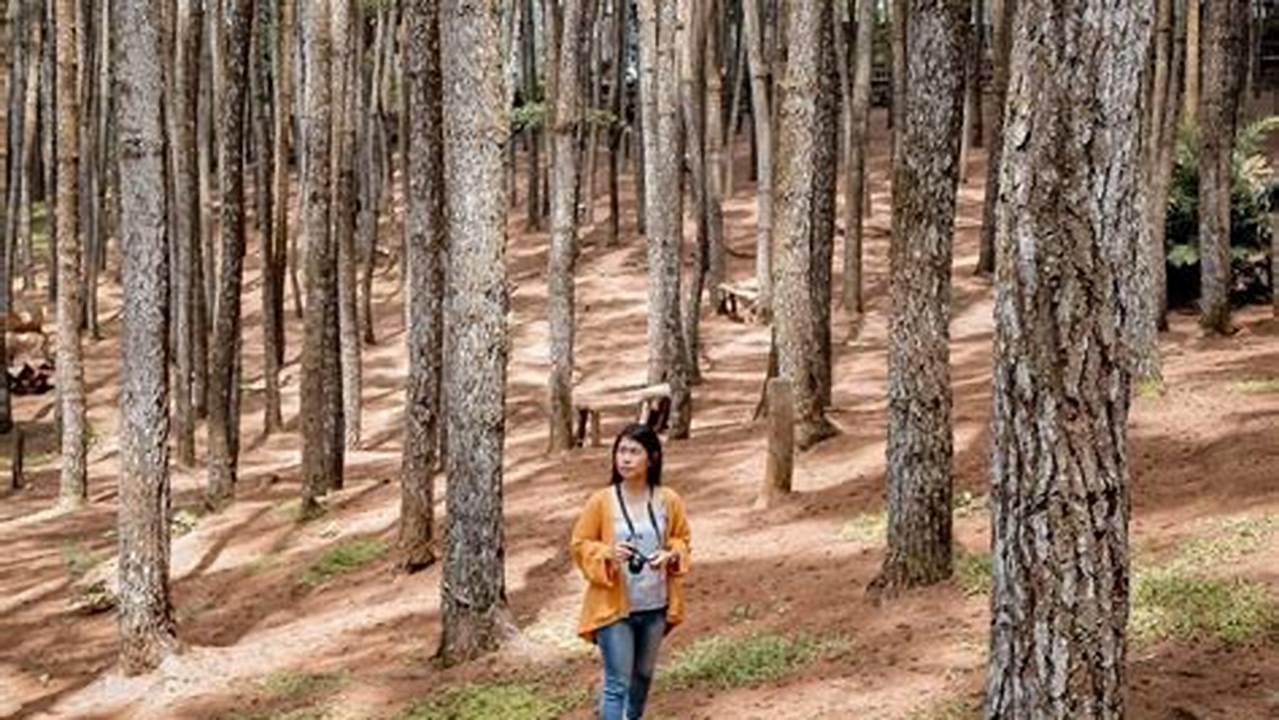 Jelajahi Pesona Hutan Pinus Terdekat, Destinasi Wisata yang Menjanjikan!