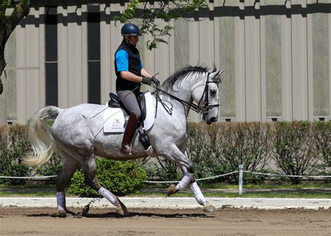 tempel lipizzans for sale