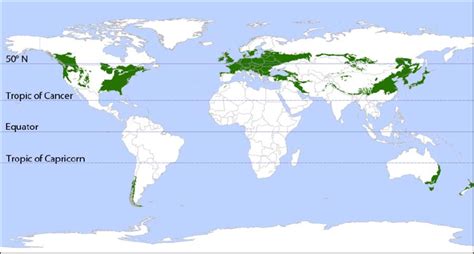 temperate rainforest geographic location