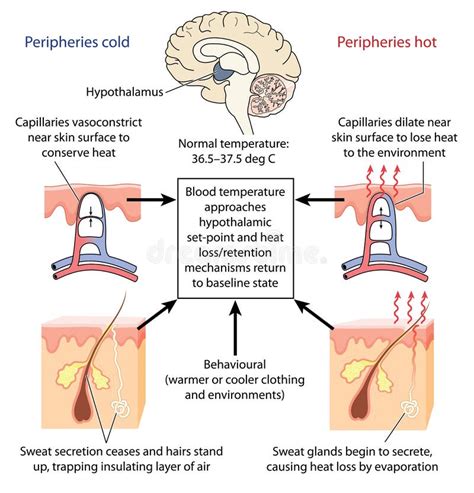 Temperature Control By Hypothalamus