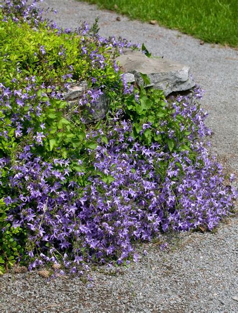 Campanula poscharskyana 'Templiner Teppich' Lubera.de
