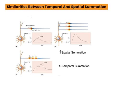 Demystifying Temporal Summation Graphs: Key Insights for Curious Minds