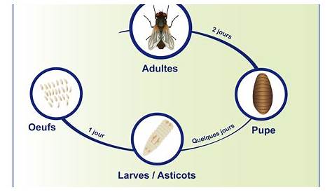 Tout savoir - la Mouche - pourquoi certaines mouches piquent