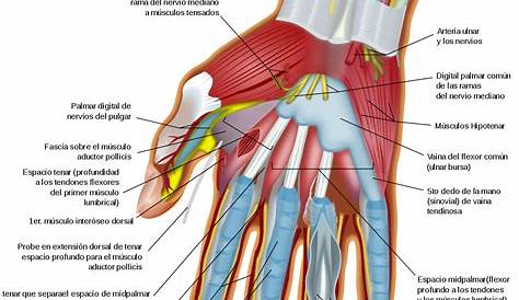 Músculos de la mano | Anatomia humana musculos, Anatomía médica, Libros