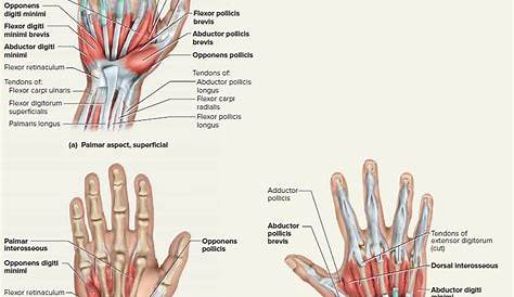 Disección de los tendones del IV dedo de la mano(Anular) - Daniel