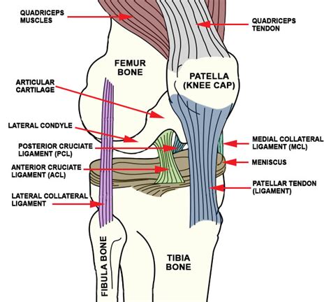 tendons and ligaments of the knee