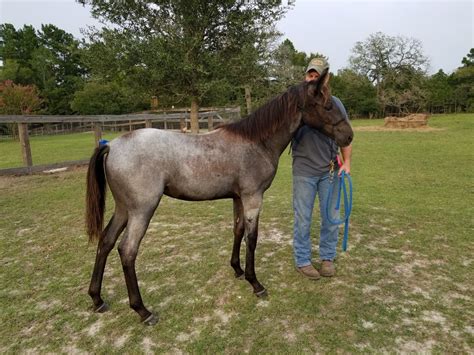 tennessee walking horses for sale in texas