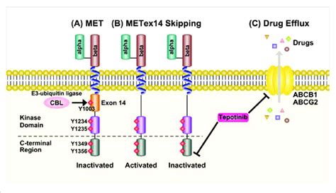 tepotinib mechanism of action