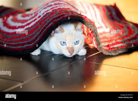 Katze Katze Liebe Teppich Katze Teppich Jungen Zimmer Katze Etsy