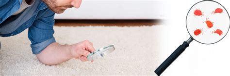 36+ frisch Sammlung Teppich Allergiker Kork Ist Fur